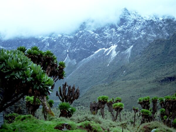 Transfert privé : Entebbe → Parc national des monts Rwenzori