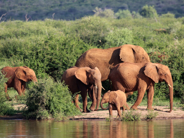 Privattransfer: Madikwe – Flughafen Gaborone Bw