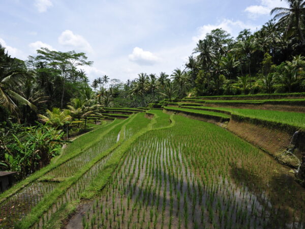 Privattransfer: Internationaler Flughafen Ngurah Rai – Tampaksiring