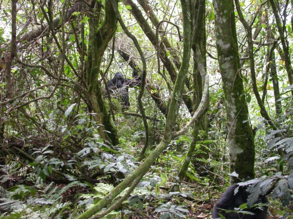 Transfert privé : Parc national impénétrable de Bwindi → Aéroport de Kigali