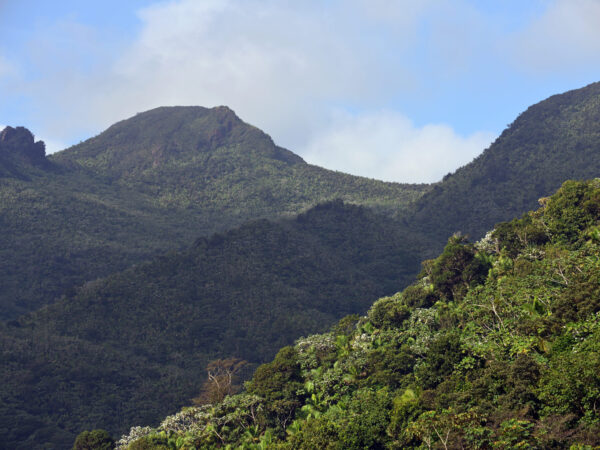 Traslado privado: origen San Juan, Puerto Rico, destino Bosque Nacional El Yunque