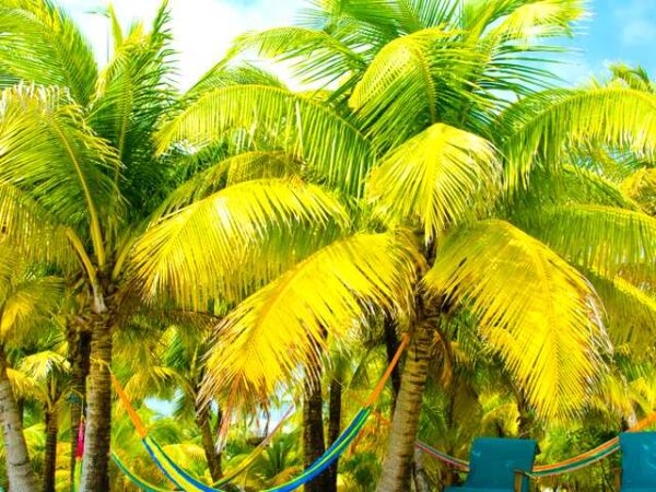 Transfert privé : Dangriga → Belize City