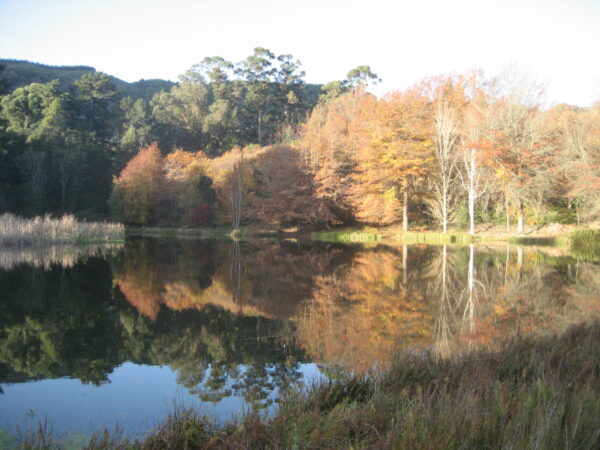Transfer privado entre Port Elizabeth e Hogsback
