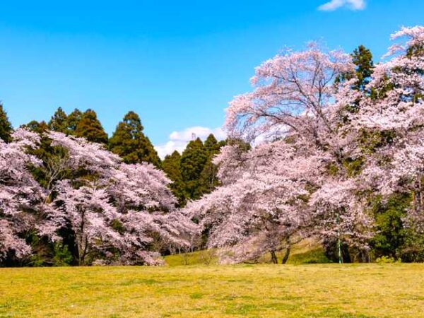 Private Transfer: Enoshima to Tokyo