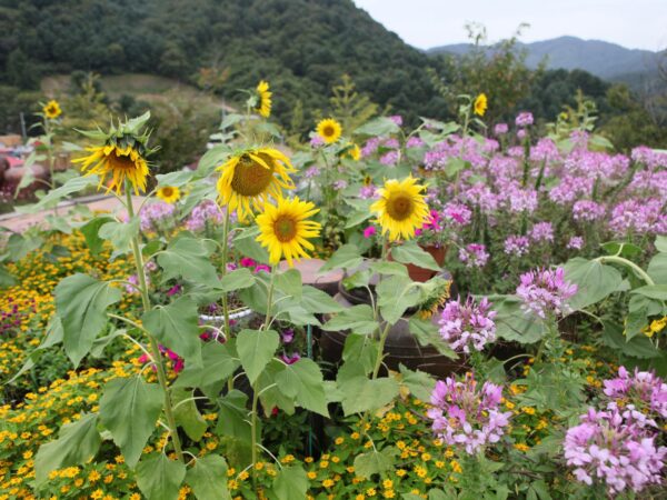 Privattransfer: Flughafen Incheon – Pocheon