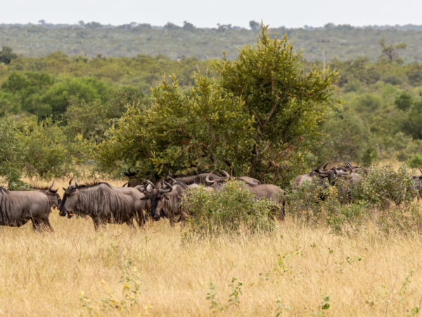 Transfert privé : Pretoria → Lephalale