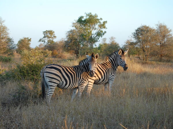 Privattransfer: Flughafen Johannesburg – Olifants Camp