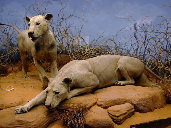 Private Transfer: Mombasa to Tsavo