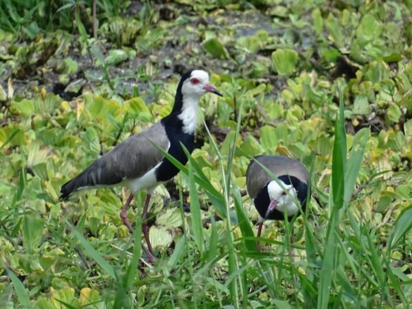 Privattransfer: Entebbe – Rukungiri