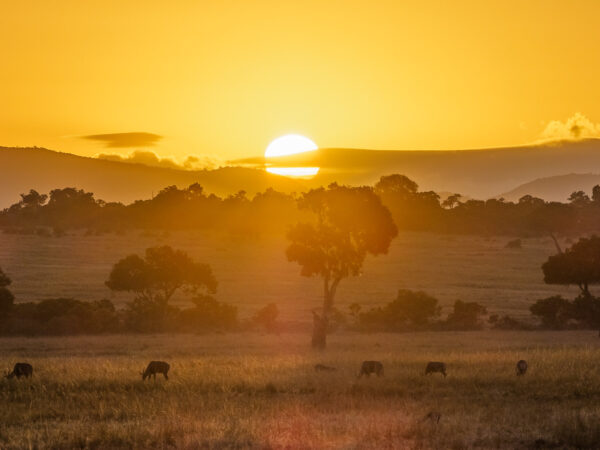 Privattransfer: Nakuru – Maasai Mara Nationalreservat