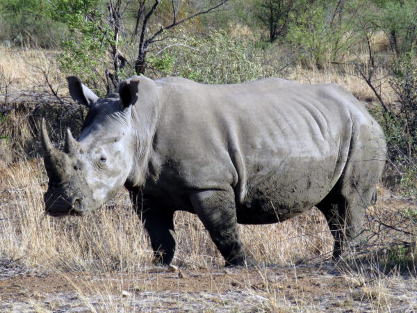Private Transfer: Entebbe to Ziwa Rhino Sanctuary