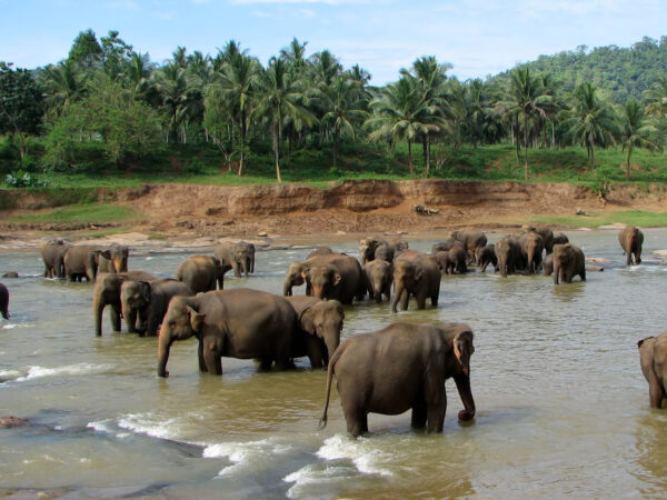 Privattransfer: Kandy – Elefantenwaisenhaus Pinnawala