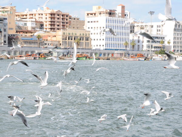 Transfert privé : Aéroport du Caire → Port-Saïd
