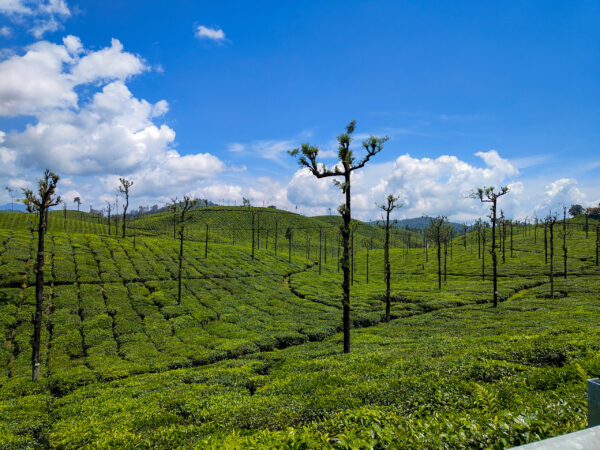 Private Transfer: Cochin International Airport to Valparai