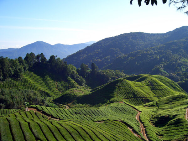 Traslado privado: origen Penang, destino Ringlet