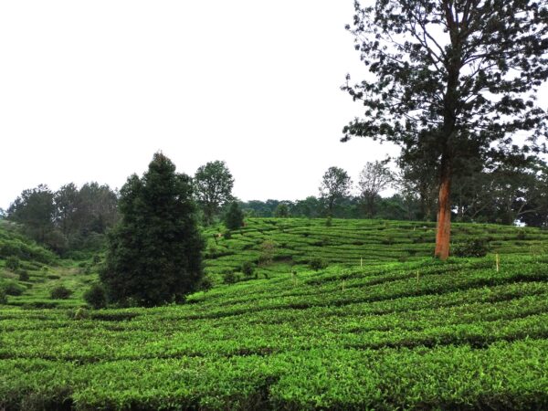 Transfert privé : Ville de Klaten → Puncak