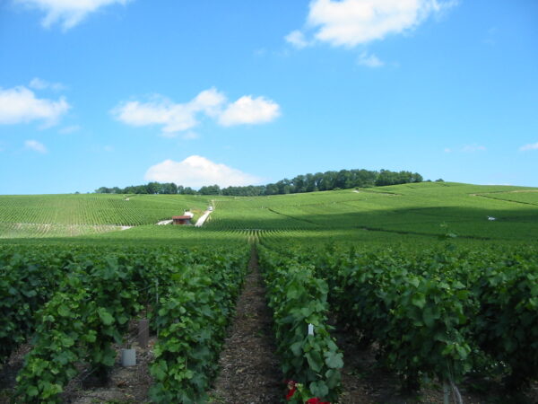 Private Transfer: Beaune to Epernay
