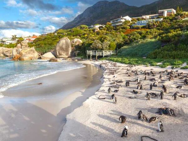 Traslado privado: origen Gansbaai, destino Ciudad del Cabo