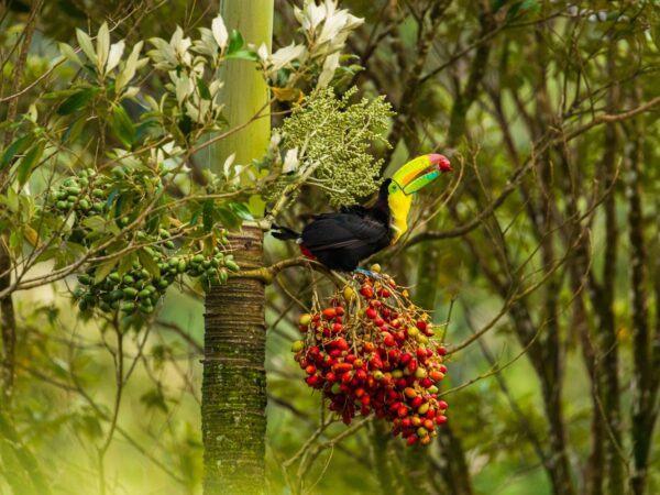 Transfer privado entre La Fortuna e Upala