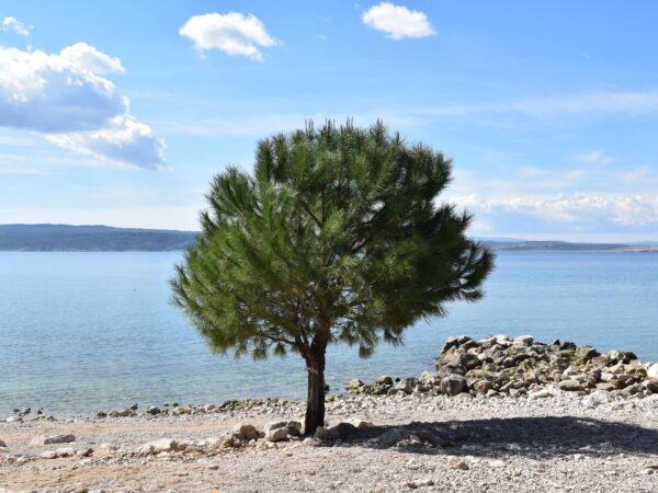 Traslado privado: origen Crikvenica, destino Aeropuerto de Split