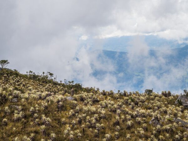 Traslado privado: origen Popayán, destino Pasto
