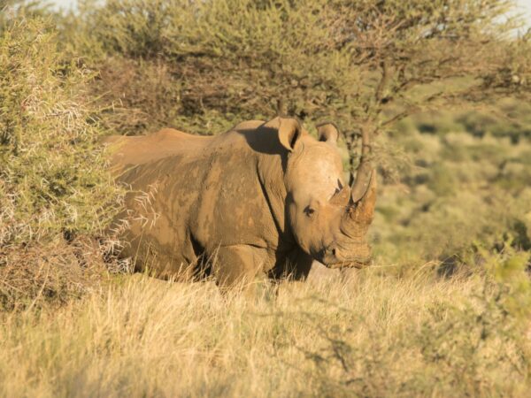 Private Transfer: Gaborone Airport to Khama Rhino Sanctuary