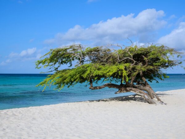 Traslado privado: origen Oranjestad, destino Divi Beach