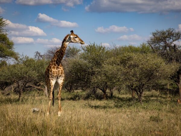 Privattransfer: Flughafen Gaborone – Bobonong