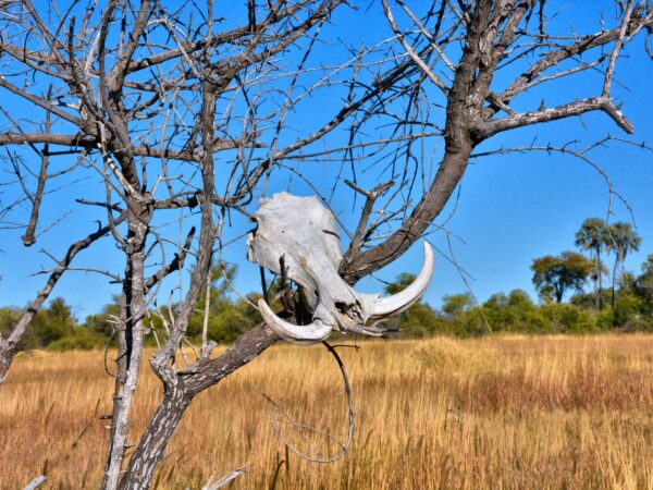Private Transfer: Gaborone to Palapye