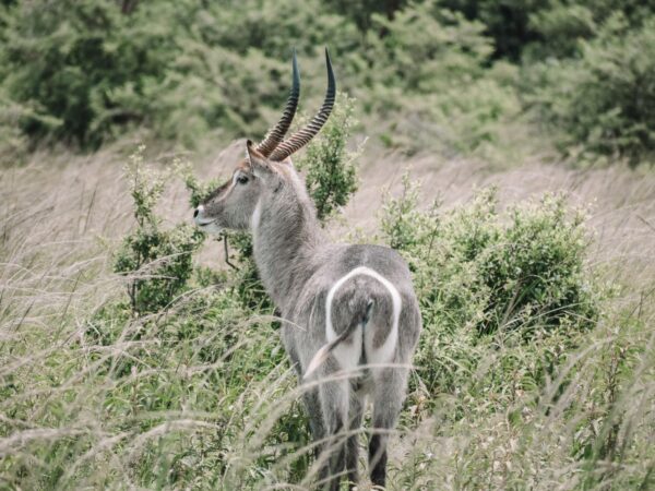Traslado privado: origen Buyumbura, destino Entrada de Gasave del Parque Nacional Ruvubu
