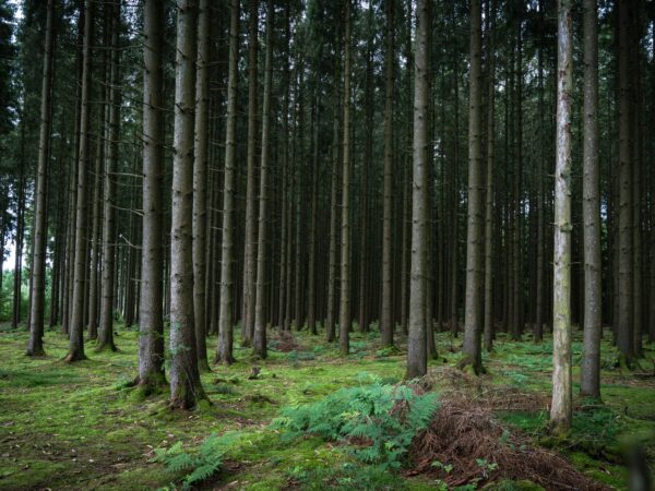 Traslado privado: origen Bastogne, destino Ámsterdam, Países Bajos